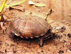 Pelusios subniger subniger - adult Pan Terrapin.jpg