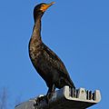 Double-crested cormorant (Phalacrocorax auritus), Ballard (Hiram M. Chittenden) Locks, (Seattle, Washington).