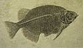 Phareodus testis, Buffalo Museum of Science cropped