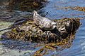 Phoca vitulina (Habor Seal), Point Lobos, CA, US - Diliff