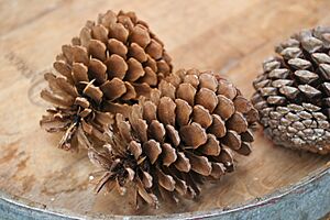 Pinus pinaster decoration cones