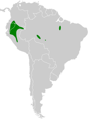 Poecilotriccus capitalis map.svg