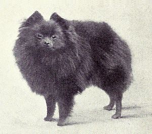 Pomeranian (Miniature) from 1915