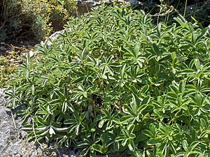 Potentilla alchemilloides.JPG