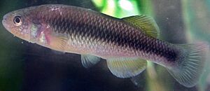 Profundulus hildebrandi.jpg