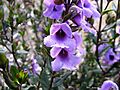 Prostanthera hindii