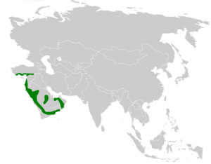 Pycnonotus xanthopygos distribution map.png