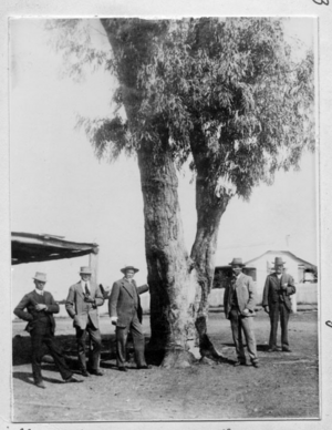 Queensland State Archives 2817 Leichhardts Tree at Dawson River Taroom c 1914