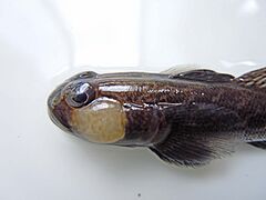 Racer goby head