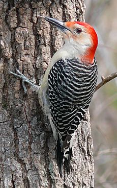Red-bellied Woodpecker-27527