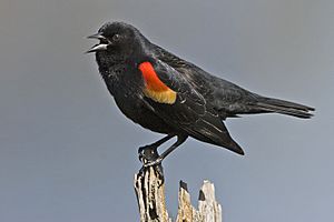 Red winged blackbird - natures pics