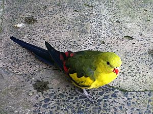 Regent Parrot Male