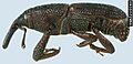 Rice weevil side view