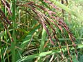 Riceberry DSC09614
