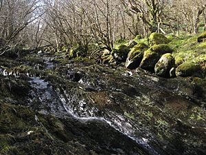 River bed of Afon Ddu.jpg