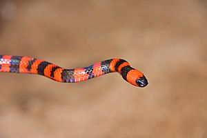 Roatan Coral Snake (Micrurus ruatanus).jpg