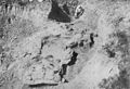Saurolophus excavation