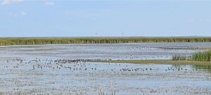 Short-billed dowitchers - Whitewater Lake