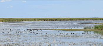 Short-billed dowitchers - Whitewater Lake