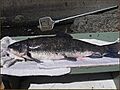 Shortnose sucker usgs