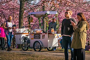 Snack cart in Kirsikkapuisto during cherry blossom in Roihuvuori, Helsinki, 2022 May - 2