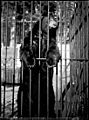 Stanley Park Zoo black bear