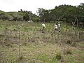 Starr-120608-7312-Leucaena diversifolia-mature plants and saplings grazed with Diana Kim and Jacob-Ulupalakua Ranch-Maui (25118953296)