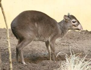 Maxwell's duiker Facts for Kids