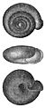 Suboestophora hispanica shell