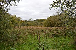 Tebworth Marsh 1.JPG