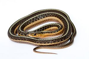 Thamnophis sirtalis (Common Garter Snake)