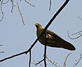 Thick-billed Green Pigeon (Treron curvirostra) at Jayanti, Duars, West Bengal W Picture 093