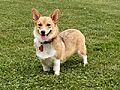 ThreeTimeAKCGoldWinnerPembrookeWelshCorgi