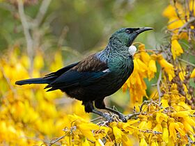Tui standing on top of kowhai in full flower