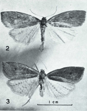 Type specimen of Bactra flammea by J. T. Salmon.png
