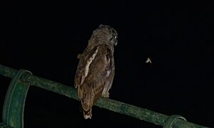 Verreaux' s Eagle Owl (Bubo lacteus) (5984944418)