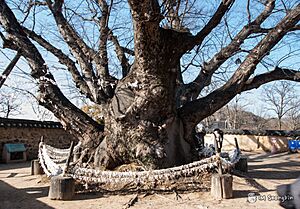 Village guardian tree in Andong Hahoe-maeul