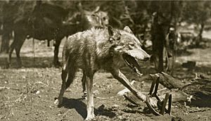 Wolf in trap, 1909-1918