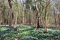 Wood Anemones in Garnetts Wood - geograph.org.uk - 401447
