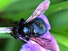Xylocopa sonorina-female robbing nectar
