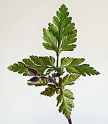 (MHNT) Geranium robertianum - Leafs and buds