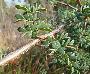 Acacia mellifera, Phalandingwe, a.jpg
