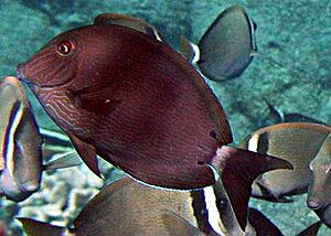 Acanthurus nigroris by NPS.jpg