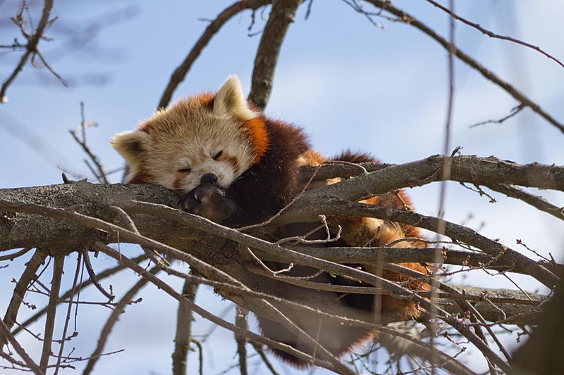 Ailurus fulgens - 01
