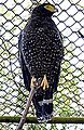 Andaman Serpent-eagle (Spilornis elgini) low res