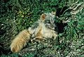 Arctic fox lying in grass - DPLA - aec2d3501ce813f648ec3211f2264306