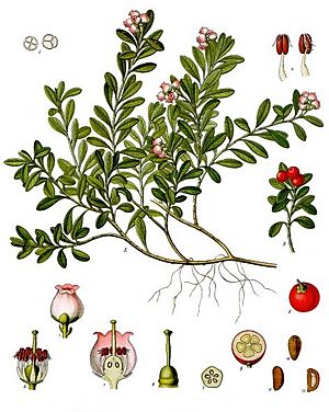 Arctostaphylos uva-ursi - Köhler–s Medizinal-Pflanzen-013