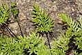 Aspidotis densa 5982