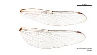 Austroaeschna cooloola female wings (35053140035)