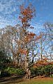 Autumn metasequoia glyptostroboides